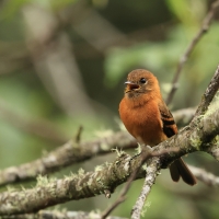 Tyranówka cynamonowa - Cinnamon Flycatcher