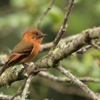 Tyranówka cynamonowa - Cinnamon Flycatcher
