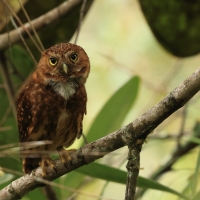 Sóweczka andyjska - Andean Pygmy Owl