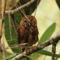 Sóweczka andyjska, Glaucidium jardinii, Andean Pygmy Owl