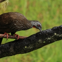 Penelopa andyjska - Andean Guan