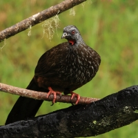 Penelopa andyjska - Andean Guan
