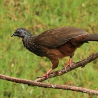 Penelopa andyjska - Andean Guan