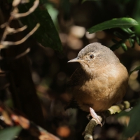 Strzyżyk południowy - Tropical Wren