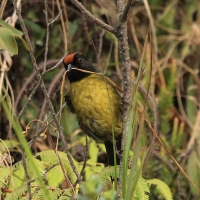 Zaroślak czarnobrody - Black-faced Brush-Finch