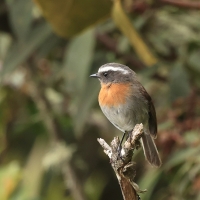 Kląszczyk rudopierśny - Rufous-breasted Chat-Tyrant