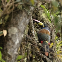 Andotukan niebieski - Grey-breasted mountain toucan