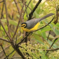 Pleszówka okularowa - Spectacled Redstart