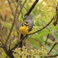 Pleszówka okularowa - Spectacled Redstart