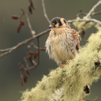 Pustułka amerykańska - American Kestrel