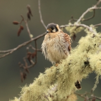 Pustułka amerykańska - American Kestrel