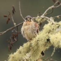 Pustułka amerykańska - American Kestrel