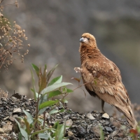 Karakara andyjska, Daptrius megalopterus, Mountain Caracara
