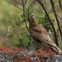 Karakara andyjska - Mountain Caracara