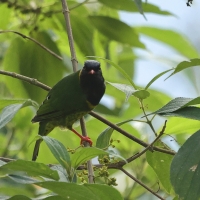 Owocojad pręgosterny - Band-tailed Fruiteater