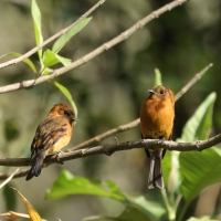 Tyranówka cynamonowa - Cinnamon Flycatcher