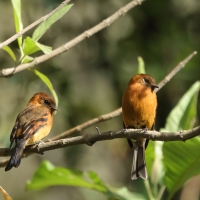 Tyranówka cynamonowa, Pyrrhomyias cinnamomeus, Cinnamon Flycatcher