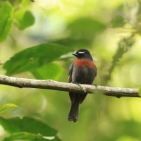 Kląszczyk ciemnogrzbiety - Slaty-backed Chat-Tyrant