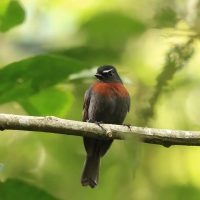 Kląszczyk ciemnogrzbiety, Ochthoeca cinnamomeiventris, Slaty-backed Chat-Tyrant