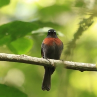 Kląszczyk ciemnogrzbiety - Slaty-backed Chat-Tyrant
