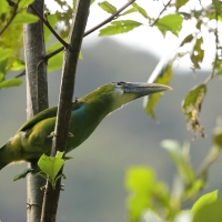 Pieprzojad andyjski - Blue-banded Toucanet