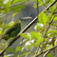 Pieprzojad andyjski - Blue-banded Toucanet