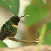 Lordzik purpurowogardły, Heliangelus amethysticollis, Amethyst-throated Sunangel