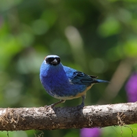 Tangarka błękitna - Golden-naped Tanager