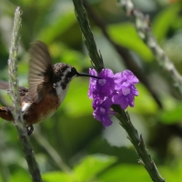 Brzęczek białobrzuchy - White-bellied Woodstar