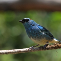 Tangarka błękitna - Golden-naped Tanager