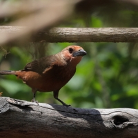 Tapiranga ciemna - Silver-beaked Tanager