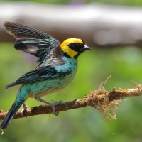 Tangarka żółtoucha - Saffron-crowned Tanager
