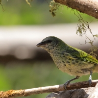 Tangarka plamista - Spotted Tanager