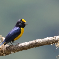 Organka złotoczelna - Orange-bellied Euphonia