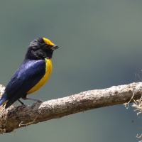 Organka złotoczelna - Orange-bellied Euphonia