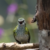 Tangarka plamista - Spotted Tanager