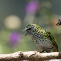 Tangarka plamista - Spotted Tanager