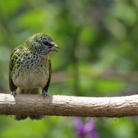 Tangarka plamista - Spotted Tanager