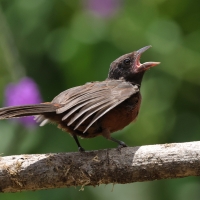 Tapiranga ciemna - Silver-beaked Tanager