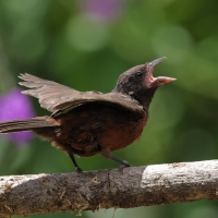 Tapiranga ciemna - Silver-beaked Tanager