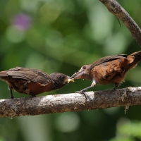 Tapiranga ciemna - Silver-beaked Tanager