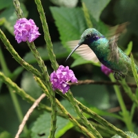 Uszatek niebieskobrzuchy - Sparkling Violet-ear