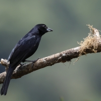 Żałobnik czarny - White-lined Tanager