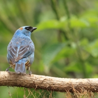 Tangarka błękitna - Golden-naped Tanager
