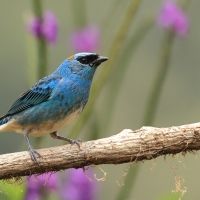 Tangarka błękitna, Chalcothraupis ruficervix, Golden-naped Tanager