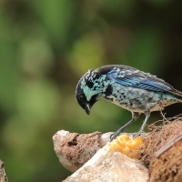 Tangarka berylowa - Beryl-spangled Tanager