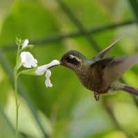 Płowik - Speckled Hummingbird
