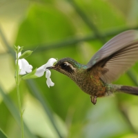 Płowik - Speckled Hummingbird