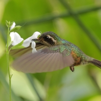 Płowik - Speckled Hummingbird