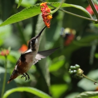 Płowik - Speckled Hummingbird